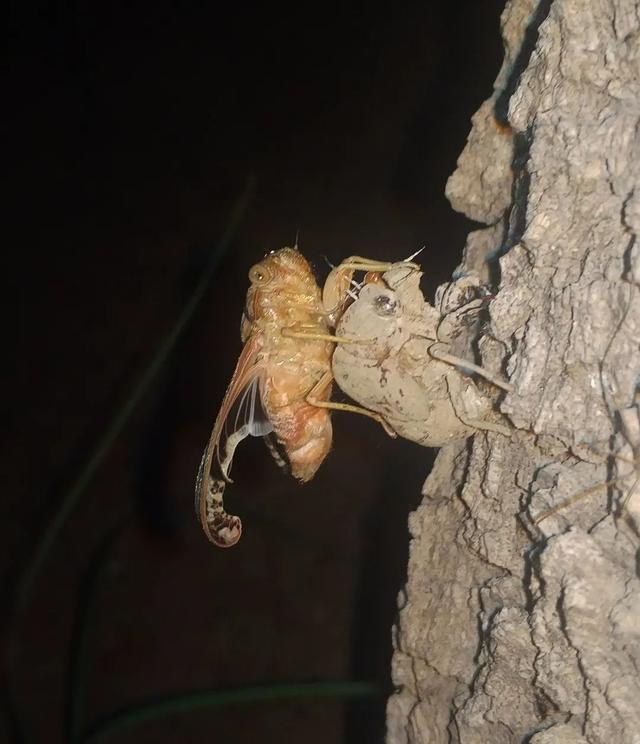 蝉一共有几种种类，青岛当地叫“截流”。主要有三种