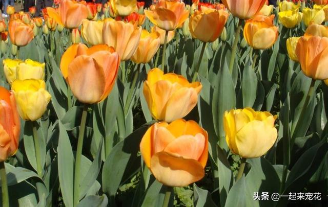 十种室内适合养的花，再喜欢也别养在卧室