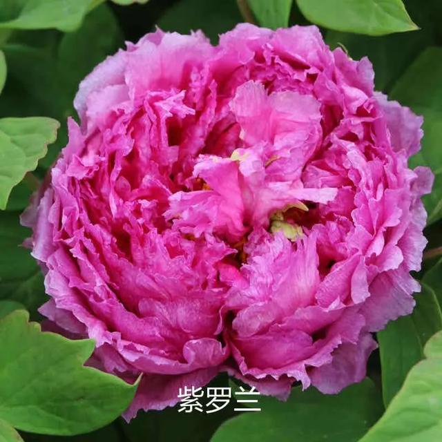 美丽的花中之王牡丹，被国人视为花中之王的牡丹品种