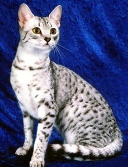 世界名猫品种，世界名猫品种大全