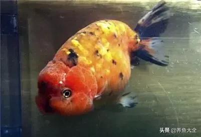 兰寿金鱼图鉴大全，金鱼品种大全之蛋种金鱼