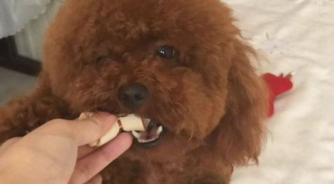 泰迪几个月换牙，泰迪狗一般几个月开始换牙（主人要做好这5点）