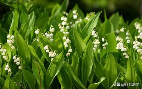 30种简单花草，几种优雅的的花草