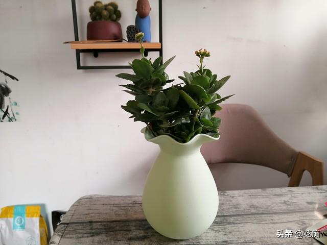 长寿花怎么养能花开爆盆，长寿花纯水养注意这5点