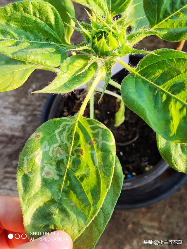 向日葵泰迪熊种子，夏天收获一片花海