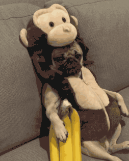 狗狗喜欢吃什么，狗狗爱吃什么食物对身体好（狗狗超爱吃的6种食物）