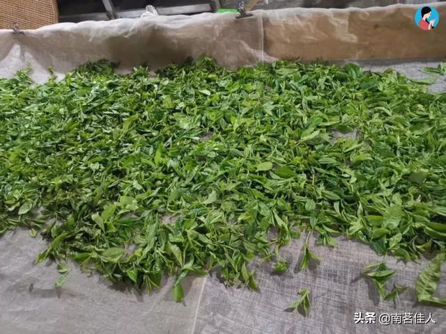 手工制茶的六个步骤，南茗佳人手工制茶过程全公开
