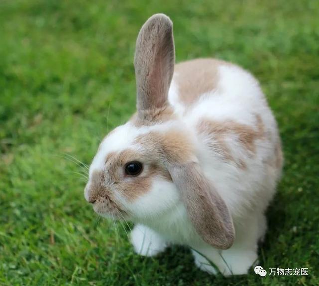 宠物兔可以吃吗，宠物兔养太大了能吃吗