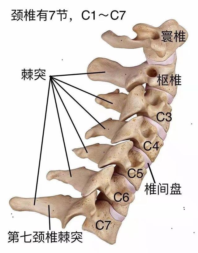 瑜伽肩倒立动作及作用，瑜伽体式之母——肩倒立