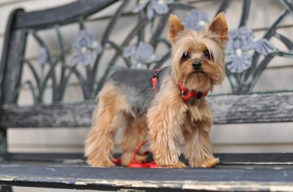 阿拉斯加大型犬，狗的品种大全阿拉斯加（十大寿命最长的狗品种）