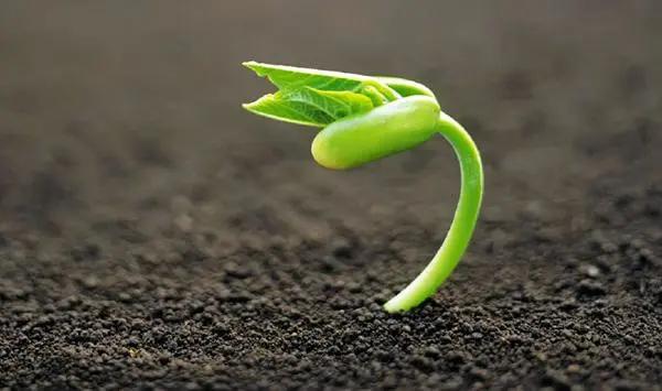 光合作用需要什么，植物需要用什么来进行光合作用（植物生理之植物的光合作用其四）