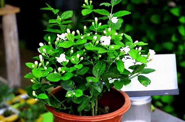最适合家庭净化空气的花，17种公认的养人花