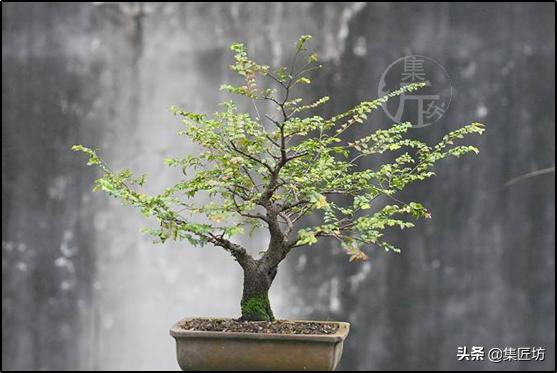 最好看的5款黄杨盆景简单易学，制作黄杨盆景好的人