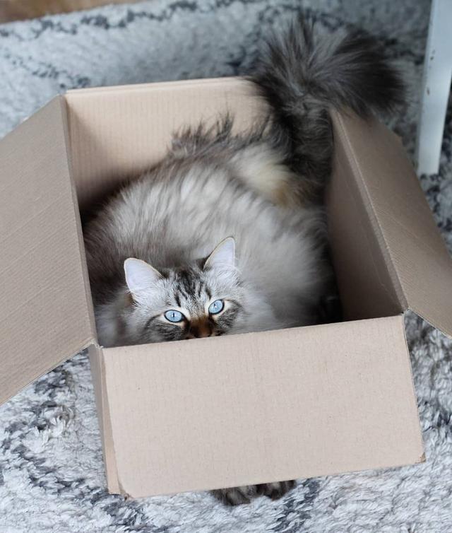 怎么改善猫咪口臭，猫咪口臭原因有哪些