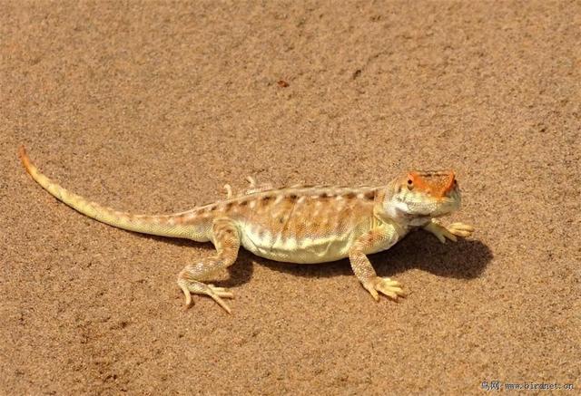 黄喉蜂虎最早什么年代出现的，黄喉蜂虎