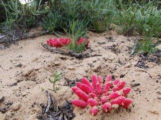 67种有毒多肉，这些多肉谨慎买