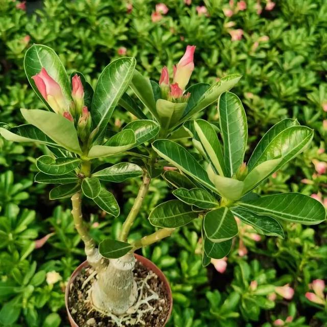 沙漠玫瑰怎么养，沙漠玫瑰的养殖方法多久能开花（真正会养的只需做5点）