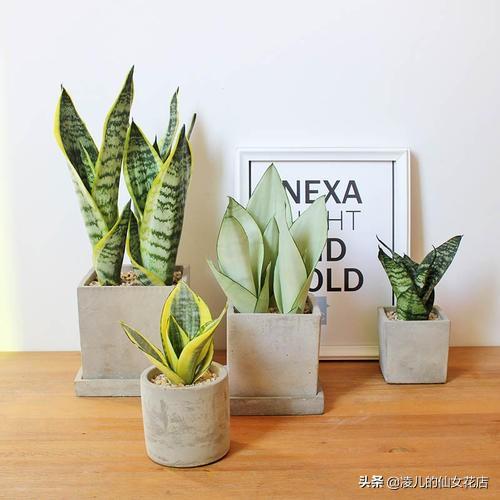 办公室适合养的五大类风水植物，办公室植物放上这几种盆栽