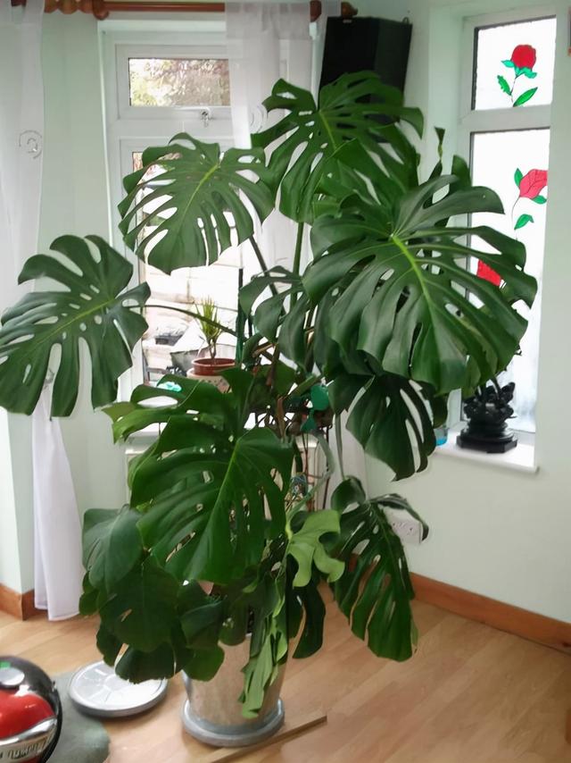 最适合家庭净化空气的花，17种公认的养人花