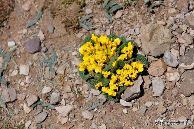 大山里迷人的野花，章丘赵八洞山上的美丽野花