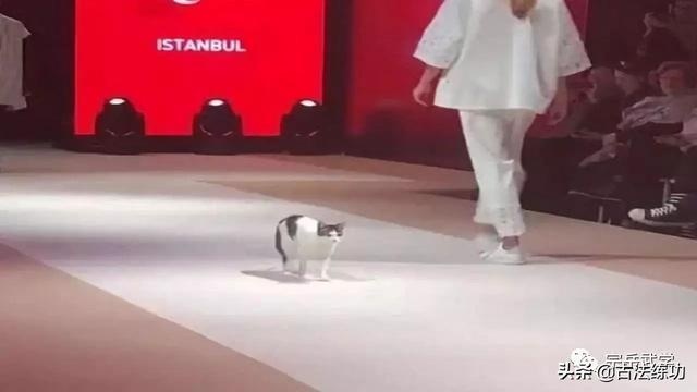 猫步走法教程，细讲太极“猫步”