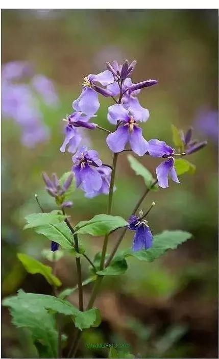 一年四季都有什么花开花期，100种花开时间表组图