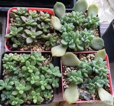 买回来的小多肉怎样从小养到爆盆，这4种多肉最好养活