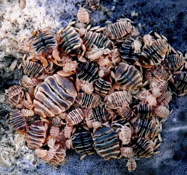 鲸鱼身上寄生大量藤壶，却让鲸鱼痛苦不堪