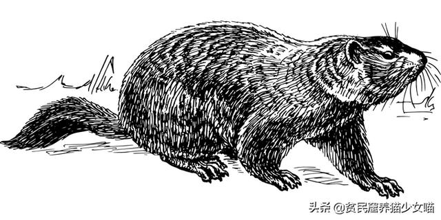 土拨鼠尖叫表情包，土拨鼠尖叫表情包在哪里下啊（土拨鼠暴走大叫的表情包）