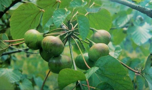 八种常见有毒花，这15种大毒花