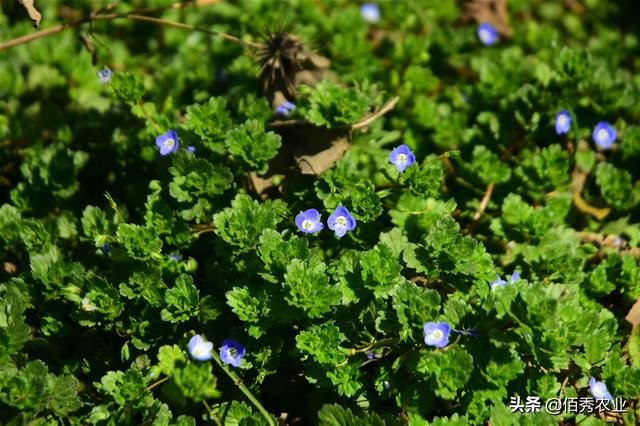 农田里面常见杂草，禾本、莎草、阔叶杂草