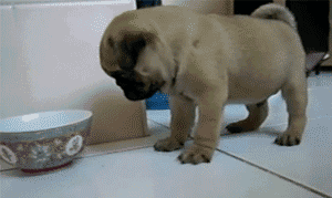 阿拉斯加犬小时候，狗一般有几个月就长成大狗了（毛茸茸的一团太可爱了吧）