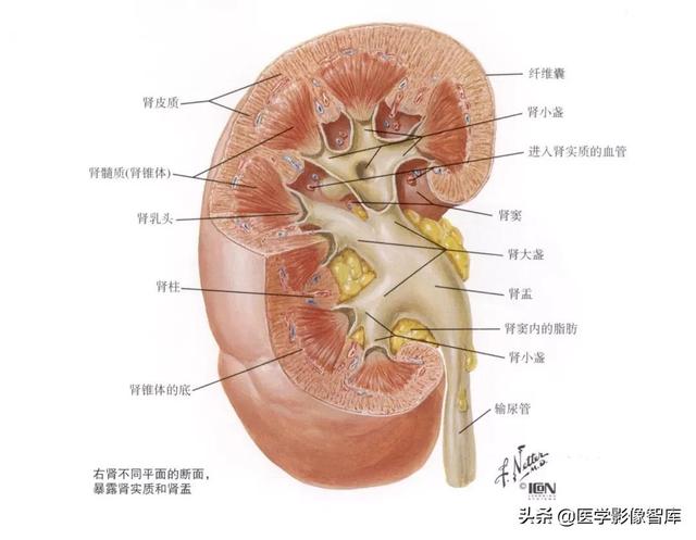 肾脏解剖结构讲解，浅话肾脏的解剖结构