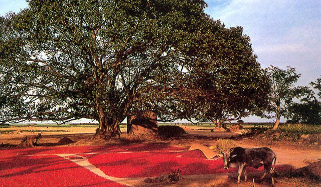 美国中部大平原，美国平原面积（你知道美国陆地海拔最高和最低的地方）