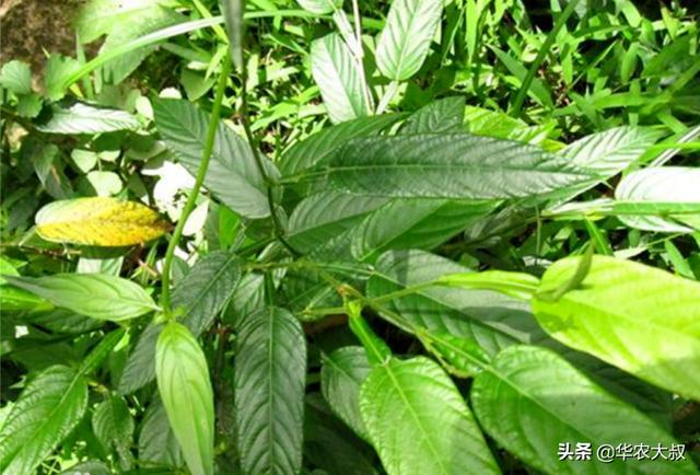 广东凉茶有哪些种类，再看10种广东凉茶的主要野生植物原料