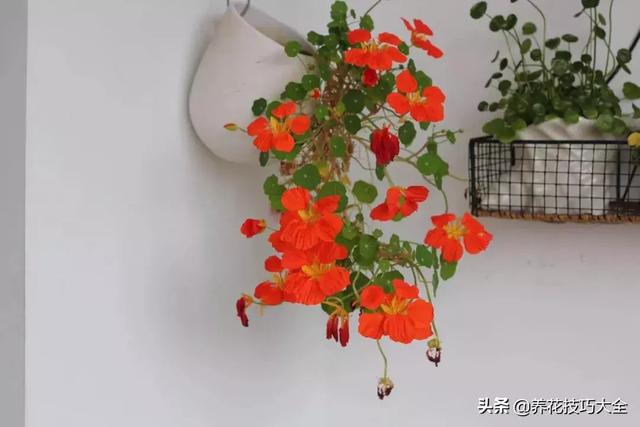 四季开花的花卉，十种四季开花的花卉有哪些（俏丽多姿的花卉）