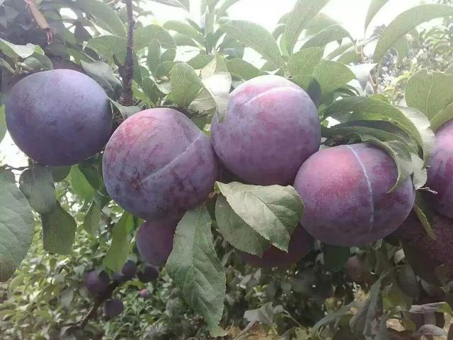 黑布林与黑李有区别吗，被我国改变了身价的水果