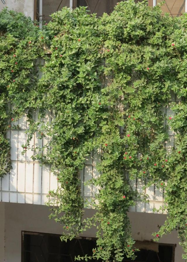 庭院中种什么爬藤花，院子里如果想搭设花廊架