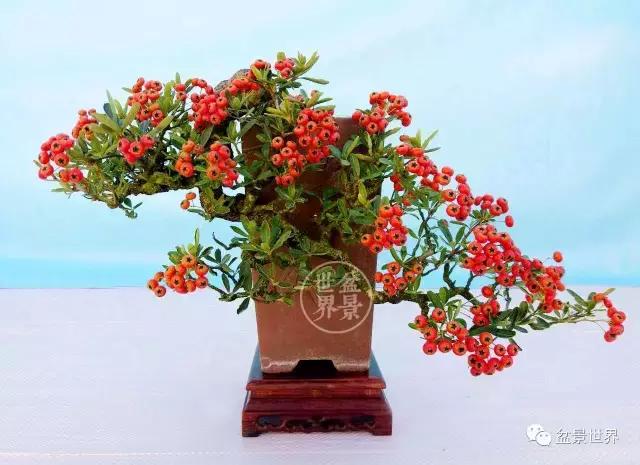 黄杨盆景大全，黄就成老师盆景精品欣赏