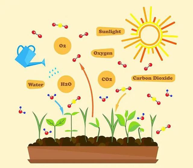 光合作用需要什么，植物需要用什么来进行光合作用（植物生理之植物的光合作用其四）