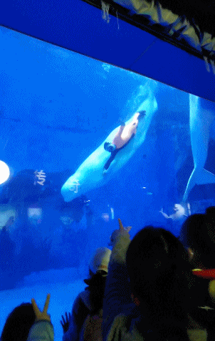 天津海昌极地海洋公园旅游攻略，带着孩子去看鱼