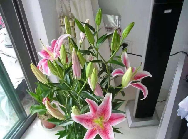 每年春节养什么花好看，7种春节好运花