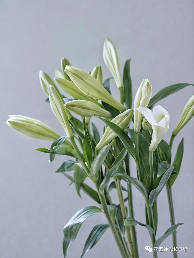 好看的重瓣百合，阳台养重瓣百合花