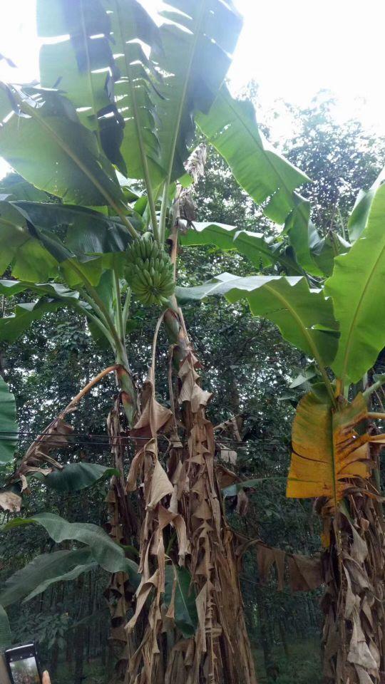 为什么很多人去印尼打工，记录印尼打工生活点滴