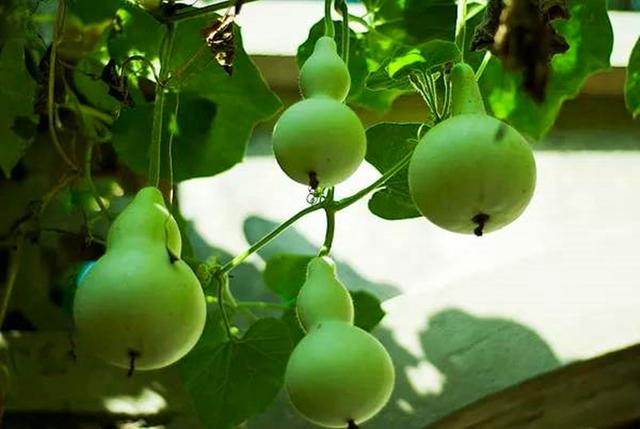 最好的藤蔓花排名，到了春天爬满墙开花海