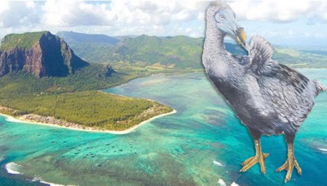 渡渡鸟其实没有灭绝，渡渡鸟是人为灭绝的吗（为什么渡渡鸟灭绝了）