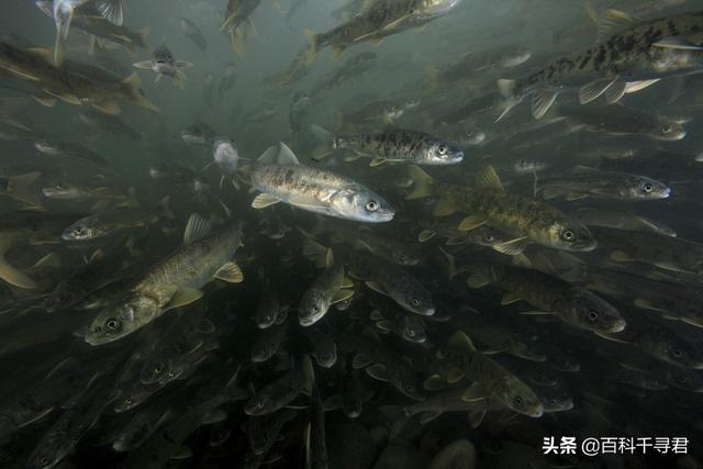 青海湖的鱼是不是很多，贝加尔湖是淡水却生长着海洋生物