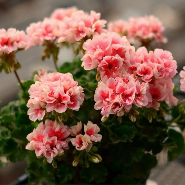 冬天开花的天竺葵如何养护，养好天竺葵做好这