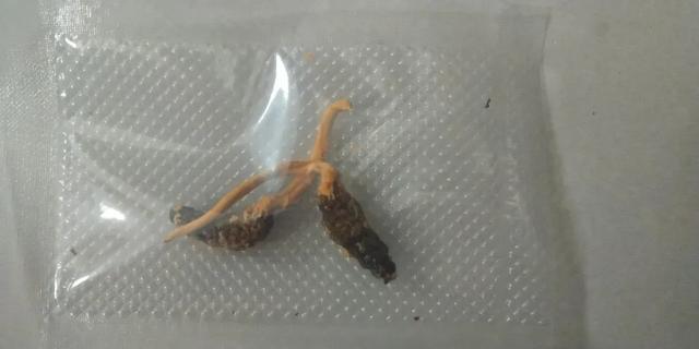 人工虫草与自然虫草区别，教你轻松辨别人工虫草和野生虫草