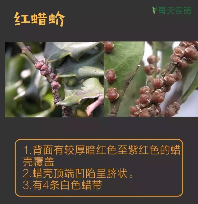 常见蚧类害虫汇总，蚧虫类虫害